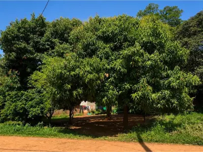Terreno à venda em Cañada San Rafael, Luque 5