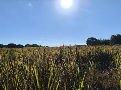 Land for sale in Carmen del Paraná, Itapúa 3