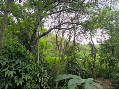 Land for sale in Cerro Real, Caacupé 5