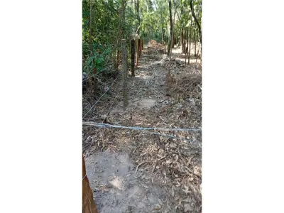 Terreno à venda em Ciervo Cuá, San Bernardino 3