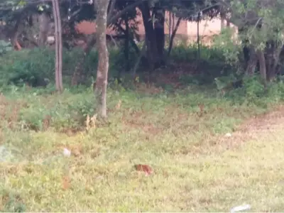 Terreno en venta en esquina en San Cosme y Damián 4