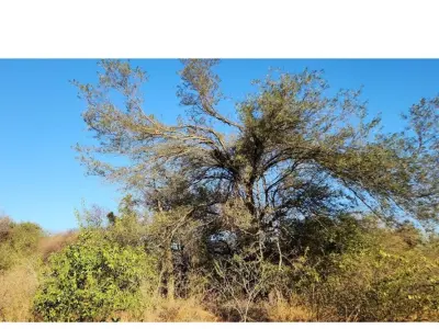 Terreno en venta en Filadelfia, Boquerón 3