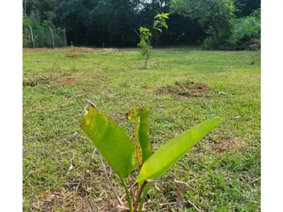 Terreno à venda em Itauguá, Central 5