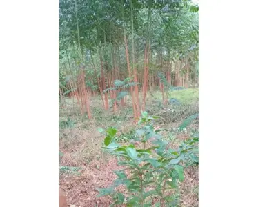 Terreno à venda em Itauguá Guazú, Itauguá 5