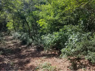Terreno à venda em Kokue Guasu, Areguá 4
