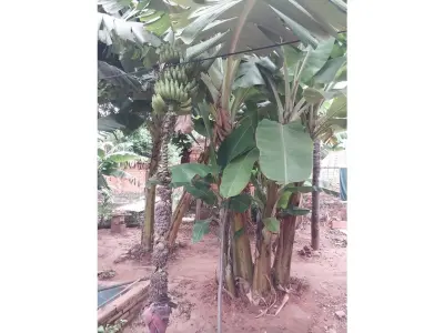 Terreno à venda em Las Mercedes, Areguá 4