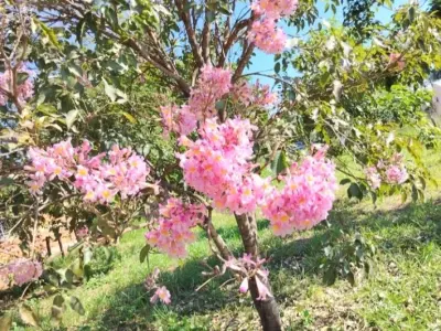 Terreno à venda em Loma Guazú, Caacupé 3