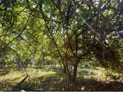 Land for sale in Luque, Laurelty neighborhood 3