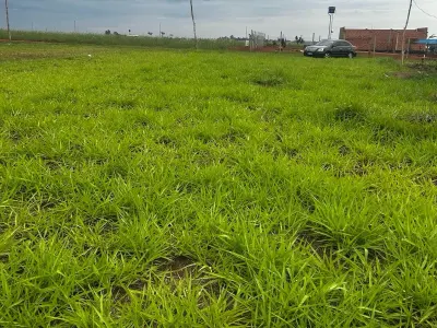 Land for sale in Minga Guazú, Alto Paraná 4