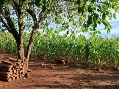 Terreno en venta en Trinidad, Itapúa: 3 hectáreas productivas 3