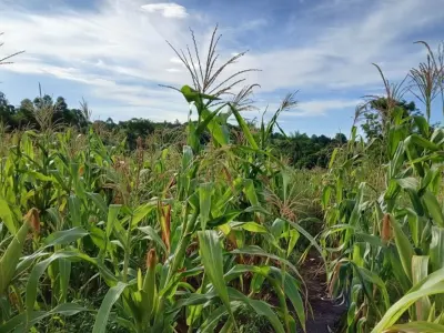Terreno en venta en Trinidad, Itapúa: 3 hectáreas productivas 4