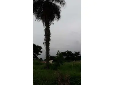 Terreno à venda em Villa del Agrónomo, San Lorenzo 4