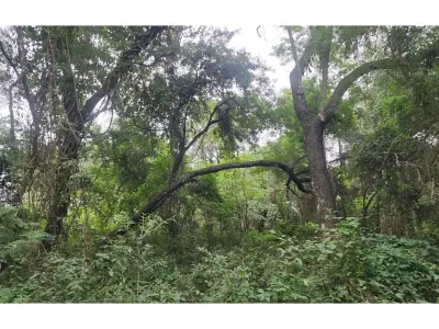 Terreno à venda em Ypacaraí, Mbocajaty, 2.957 m² 4
