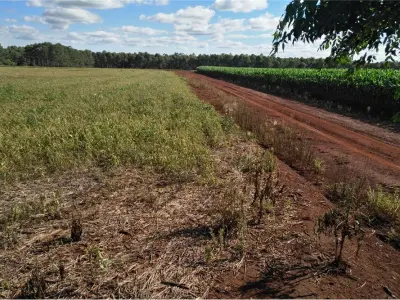 Productive land for sale in Obligado, Itapúa 4