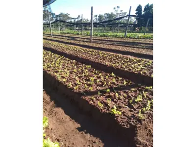 Terrenos à venda em San Miguel, Julián Augusto Saldivar 3