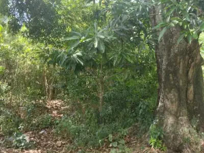 Terrenos en venta en Ycua Caranday, Luque 5