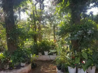 Three Adjacent Properties for Sale in Yaguarón, Paraguarí 2