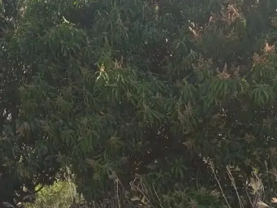 5,000 m² land plot with cordillera views in Paraguarí 3