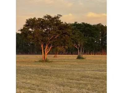Venta de 5 lotes en Los Pinos, Colonia Benítez 4